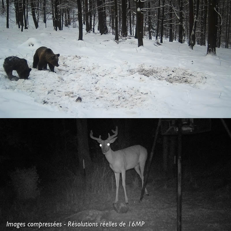 Caméra De Chasse Vision Nocturne 1080P, Batterie 5000mAh