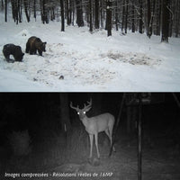 Caméra De Chasse Vision Nocturne 1080P, Batterie 5000mAh