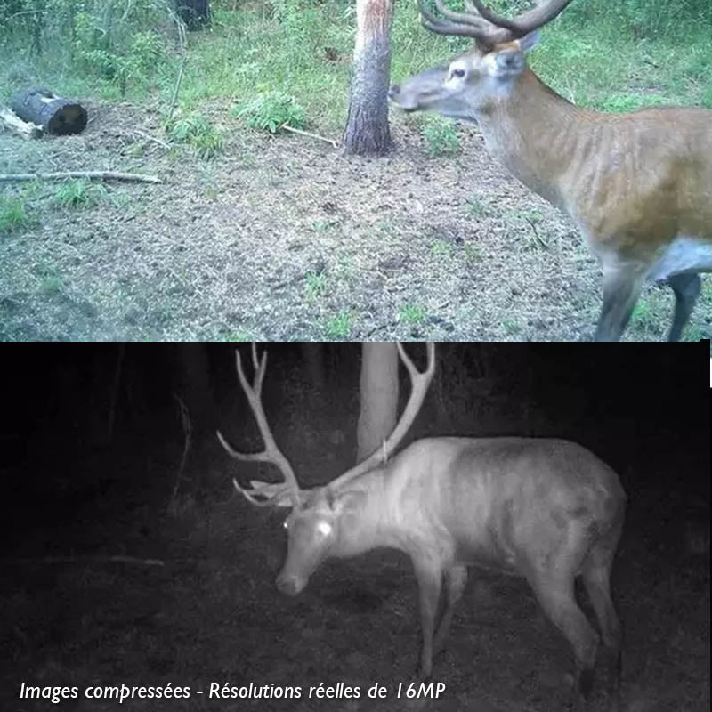 Caméra De Chasse Cellulaire, MMS & 1080P